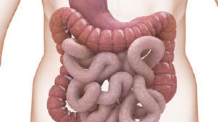 Colon